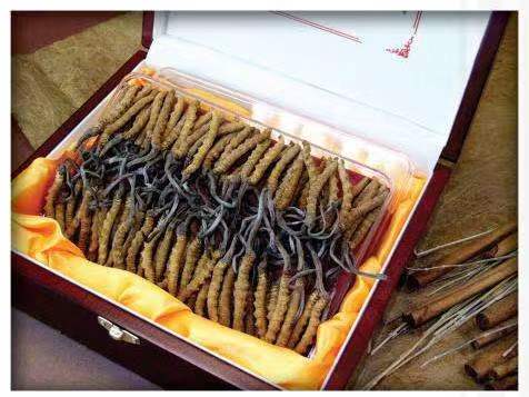 广阳冬虫夏草回收